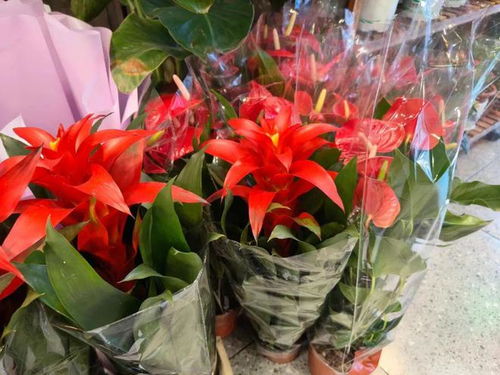 年销花卉为春节添彩，礼品花卉市场绽放新春