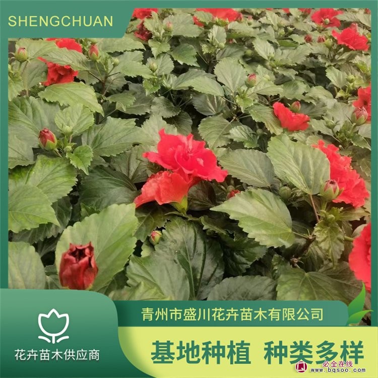 丹麦木槿 阳光中的花卉贵族，为您绽放生活的鲜艳