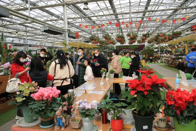“花”样过大年！青岛市年宵花节市场销售火爆 逛花市成为新春新风尚