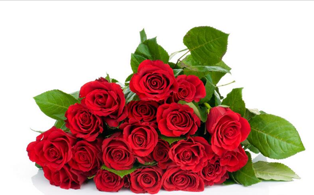 可乐的花园情人节精选 红玫瑰卡罗拉——鲜花与苗木的浪漫之选