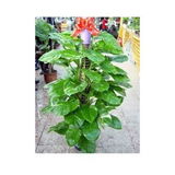 礼品花卉销售 分类指南与选购建议